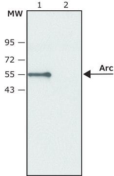 Anti-Arc antibody produced in rabbit ~1.0&#160;mg/mL, affinity isolated antibody