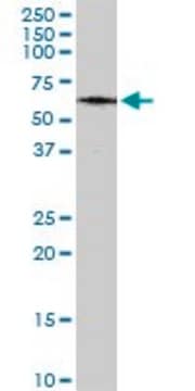 Monoclonal Anti-MAP3K7IP1 antibody produced in mouse clone 2G9, purified immunoglobulin, buffered aqueous solution