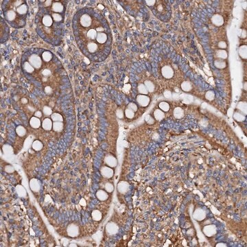 Anti-MRPL48 antibody produced in rabbit Prestige Antibodies&#174; Powered by Atlas Antibodies, affinity isolated antibody, buffered aqueous glycerol solution