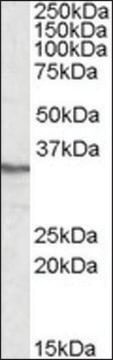 Anti-PPP4C (C-terminal) antibody produced in goat affinity isolated antibody, buffered aqueous solution