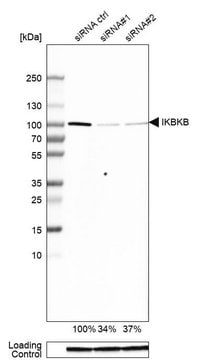 Anti-IKBKB antibody produced in rabbit Prestige Antibodies&#174; Powered by Atlas Antibodies, affinity isolated antibody, buffered aqueous glycerol solution