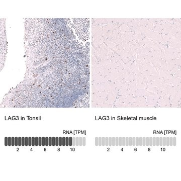 Monoclonal Anti-Lag3 Antibody Produced In Mouse Prestige Antibodies&#174; Powered by Atlas Antibodies, clone CL14773, affinity isolated antibody, buffered aqueous glycerol solution