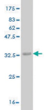 Monoclonal Anti-ADCK4 antibody produced in mouse clone 1D9, purified immunoglobulin, buffered aqueous solution