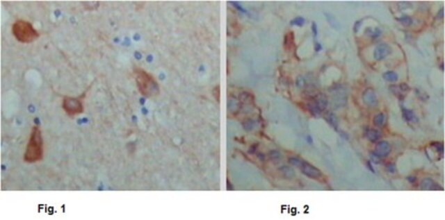 Anti-PAWR, clone 3G9H7 Antibody ascites fluid, clone 3G9H7, from mouse