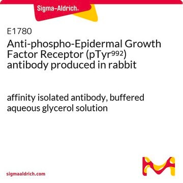 Anti-phospho-Epidermal Growth Factor Receptor (pTyr992) antibody produced in rabbit affinity isolated antibody, buffered aqueous glycerol solution