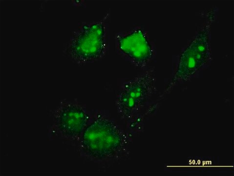 Monoclonal Anti-TSC22D4 antibody produced in mouse clone 3C5, purified immunoglobulin, buffered aqueous solution