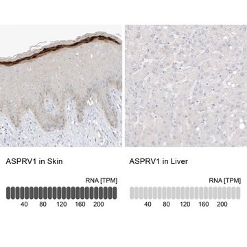 Anti-ASPRV1 antibody produced in rabbit Prestige Antibodies&#174; Powered by Atlas Antibodies, affinity isolated antibody, buffered aqueous glycerol solution