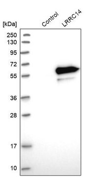 Anti-LRRC14 antibody produced in rabbit Prestige Antibodies&#174; Powered by Atlas Antibodies, affinity isolated antibody, buffered aqueous glycerol solution