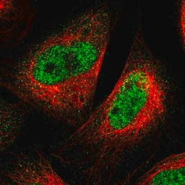 Anti-SPRTN antibody produced in rabbit Prestige Antibodies&#174; Powered by Atlas Antibodies, affinity isolated antibody, buffered aqueous glycerol solution