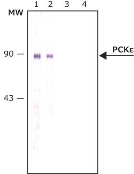 Anti-Protein Kinase&#160;C&#949; antibody produced in rabbit whole antiserum