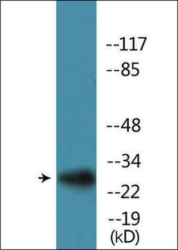 Anti-phospho-S6 Ribosomal Protein (pSer235/236) antibody produced in rabbit affinity isolated antibody