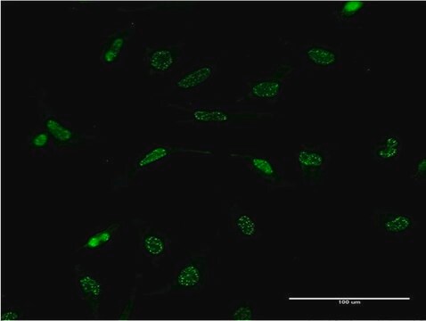 Monoclonal Anti-WT1 antibody produced in mouse clone 1A12, purified immunoglobulin, buffered aqueous solution