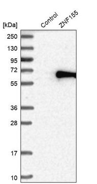 Anti-ZNF155 antibody produced in rabbit Prestige Antibodies&#174; Powered by Atlas Antibodies, affinity isolated antibody, buffered aqueous glycerol solution