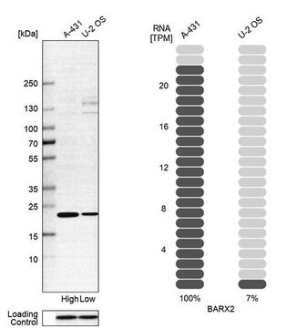 Anti-BARX2 antibody produced in rabbit Prestige Antibodies&#174; Powered by Atlas Antibodies, affinity isolated antibody, buffered aqueous glycerol solution