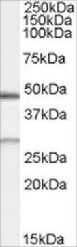 Anti-BNIP1 antibody produced in goat affinity isolated antibody, buffered aqueous solution