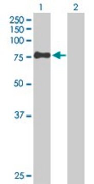 Anti-ZSWIM2 antibody produced in mouse purified immunoglobulin, buffered aqueous solution