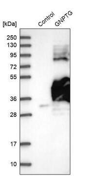 Anti-GNPTG antibody produced in rabbit Prestige Antibodies&#174; Powered by Atlas Antibodies, affinity isolated antibody, buffered aqueous glycerol solution