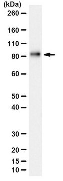 Anti-AIP1/Alix-Antikörper from rabbit, purified by affinity chromatography