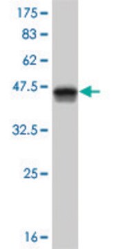 Monoclonal Anti-HOXB1 antibody produced in mouse clone 2F12, purified immunoglobulin, buffered aqueous solution