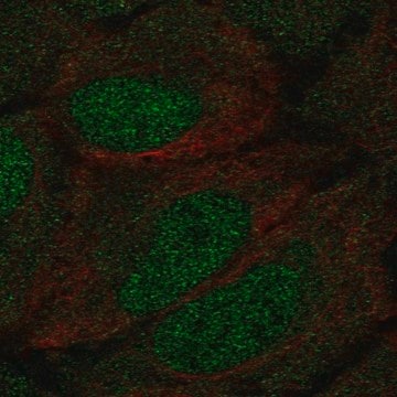 Anti-DCLK1 antibody produced in rabbit Prestige Antibodies&#174; Powered by Atlas Antibodies, affinity isolated antibody