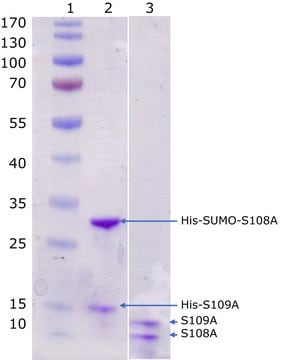 Kalprotektyna, ludzka rekombinowana Stabilized heterodimer of fusion tagged S100A9 and S100A8