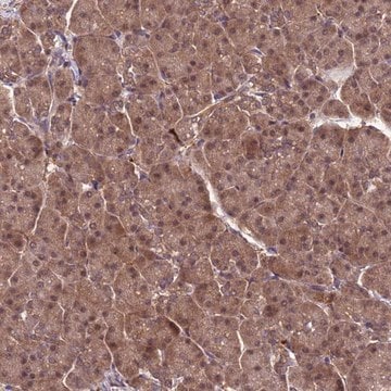 Anti-NPEPPS antibody produced in rabbit Prestige Antibodies&#174; Powered by Atlas Antibodies, affinity isolated antibody, buffered aqueous glycerol solution