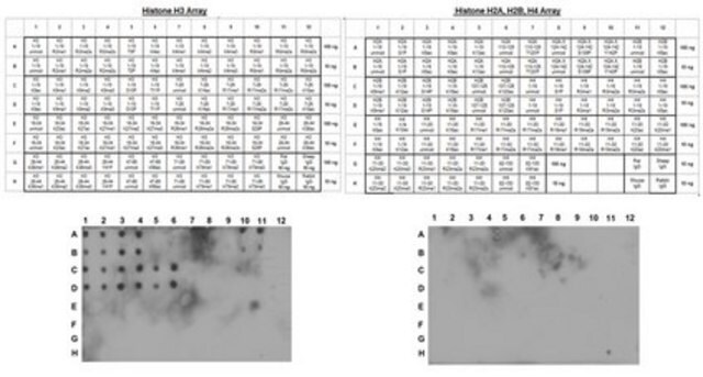 抗组蛋白H3抗体（未修饰Lys4，克隆CMA301） clone CMA301, from mouse, purified by affinity chromatography