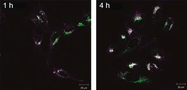 BioTracker&#8482; Far Red Exosome Membrane Labeling Kit