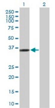 Anti-KIF6 antibody produced in rabbit purified immunoglobulin, buffered aqueous solution