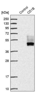 Anti-CD1B antibody produced in rabbit Prestige Antibodies&#174; Powered by Atlas Antibodies, affinity isolated antibody, buffered aqueous glycerol solution