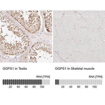 Anti-GGPS1 antibody produced in rabbit Prestige Antibodies&#174; Powered by Atlas Antibodies, affinity isolated antibody, buffered aqueous glycerol solution