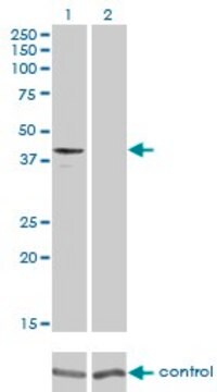 Monoclonal Anti-GPR175 antibody produced in mouse clone 6D7, purified immunoglobulin, buffered aqueous solution