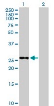 Anti-METTL6 antibody produced in mouse purified immunoglobulin, buffered aqueous solution