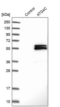 Anti-ATG4C antibody produced in rabbit Prestige Antibodies&#174; Powered by Atlas Antibodies, affinity isolated antibody, buffered aqueous glycerol solution