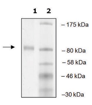 PLU-1 human recombinant, expressed in baculovirus infected Sf9 cells, &#8805;55% (SDS-PAGE)