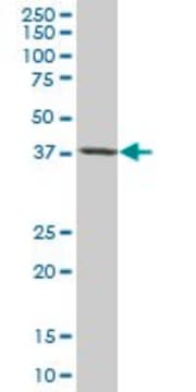 Monoclonal Anti-TARBP2 antibody produced in mouse clone 2H1, purified immunoglobulin, buffered aqueous solution