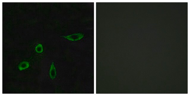 Anti-EDG4 antibody produced in rabbit affinity isolated antibody