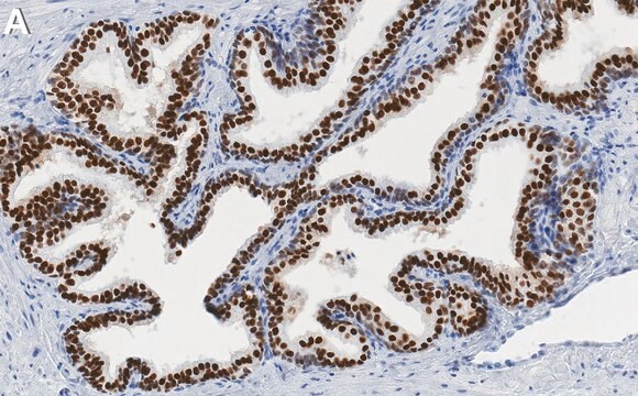 Anti-HNF-3A/FOXA1 Antibody, clone 1E5 ZooMAb&#174; Rabbit Monoclonal recombinant, expressed in HEK 293 cells