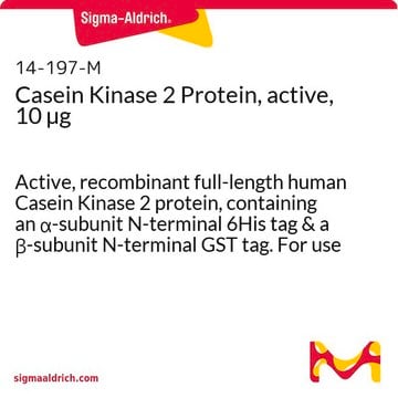 Casein-Kinase&nbsp;2-Protein, aktiv, 10&nbsp;&#181;g Active, recombinant full-length human Casein Kinase 2 protein, containing an &#945;-subunit N-terminal 6His tag &amp; a &#946;-subunit N-terminal GST tag. For use in Kinase Assays.