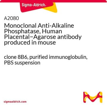 Monoclonal Anti-Alkaline Phosphatase, Human Placental&#8722;Agarose antibody produced in mouse clone 8B6, purified immunoglobulin, PBS suspension