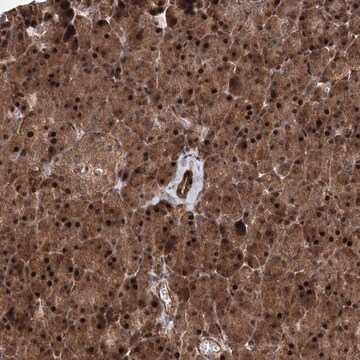 Anti-ANKAR antibody produced in rabbit Prestige Antibodies&#174; Powered by Atlas Antibodies, affinity isolated antibody, buffered aqueous glycerol solution