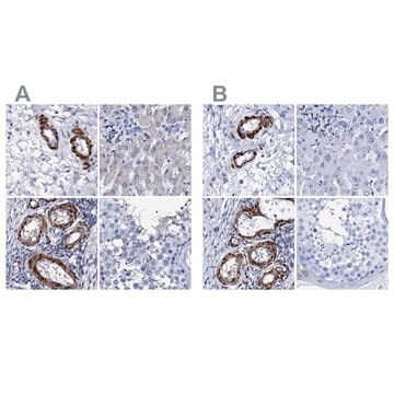 Anti-NRIP2 antibody produced in rabbit Prestige Antibodies&#174; Powered by Atlas Antibodies, affinity isolated antibody, buffered aqueous glycerol solution