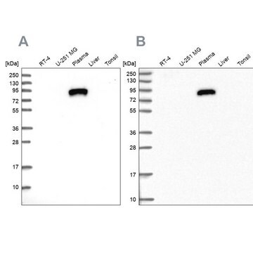 Anti-IGFALS antibody produced in rabbit Prestige Antibodies&#174; Powered by Atlas Antibodies, affinity isolated antibody, buffered aqueous glycerol solution