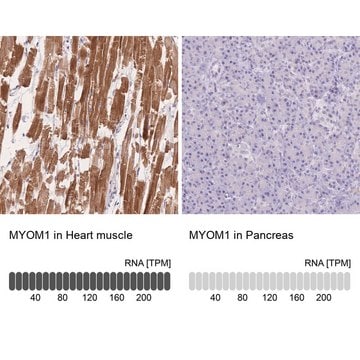 Anti-MYOM1 antibody produced in rabbit Prestige Antibodies&#174; Powered by Atlas Antibodies, affinity isolated antibody, buffered aqueous glycerol solution