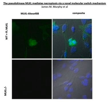 Anticorps anti-MLKL, clone&nbsp;3H1 clone 3H1, from rat