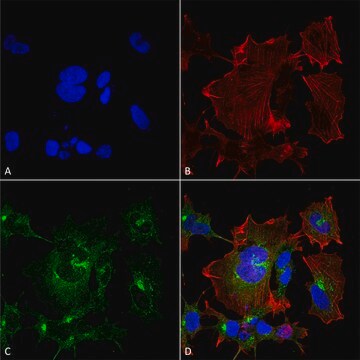 Monoclonal Anti-NPAS4 antibody produced in mouse clone S408-79