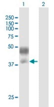 Anti-PDCD1 antibody produced in mouse IgG fraction of antiserum, buffered aqueous solution