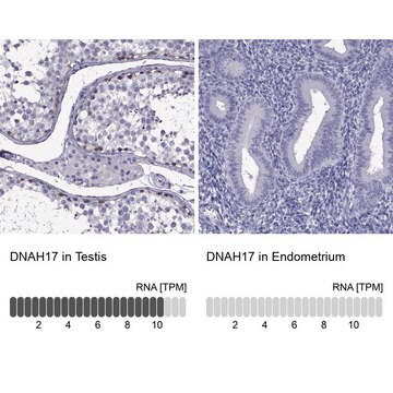 Anti-DNAH17 Prestige Antibodies&#174; Powered by Atlas Antibodies, affinity isolated antibody