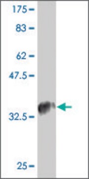 Monoclonal Anti-CCL4L2 antibody produced in mouse clone 4G8, purified immunoglobulin, buffered aqueous solution