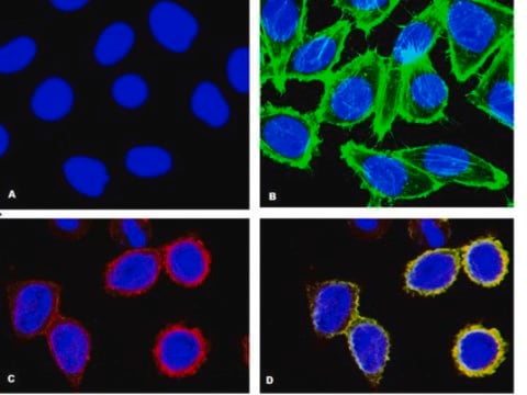 Anti-phospho-p38&#945;(Thr180/Tyr182) Antibody, clone 8.78.8, rabbit monoclonal culture supernatant, clone 8.78.8, from rabbit